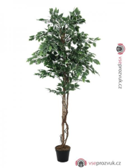 Stříbrný fíkus Benjamin,180 cm