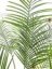Areca palma s velkými listy, 185 cm