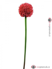 Allium červená, 55 cm