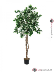 Bougenvilia bílá, 180 cm