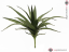 Aloe vera zelená, 50 cm