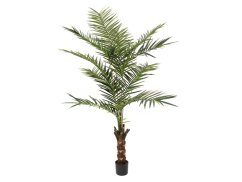 Kentia palma, výška 240cm