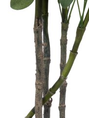 Šeflera, 90 cm