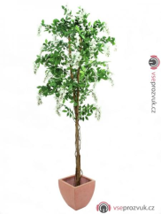 Vistárie strom, bílá, 180 cm