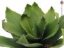 Agáve zelená, 45 cm