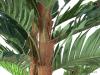 Kentia palma, 120 cm