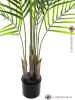 Areca palma s velkými listy, 125 cm