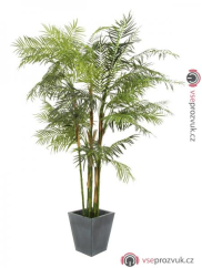 Cykasová palma, 280 cm