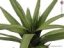 Aloe vera zelená, 50 cm