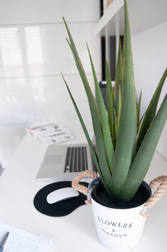 Aloe-Vera rostlina, 60 cm