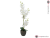 Orchidej s bílými květy, 80 cm
