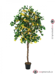Bougainvillea žlutá, 150 cm