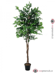 Fikus-Benjamin Multi-kmen, 210 cm