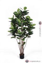 Kaučukovník, 150 cm