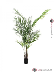 Areca palma s velkými listy, 165 cm