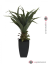 Agave kaktus s květináčem, 75 cm
