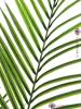 Areca palma s velkými listy, 165 cm