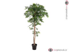 Ficus longifolia, 165cm