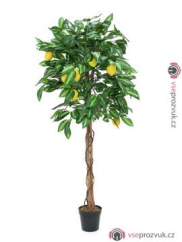 Citronovník, 150 cm