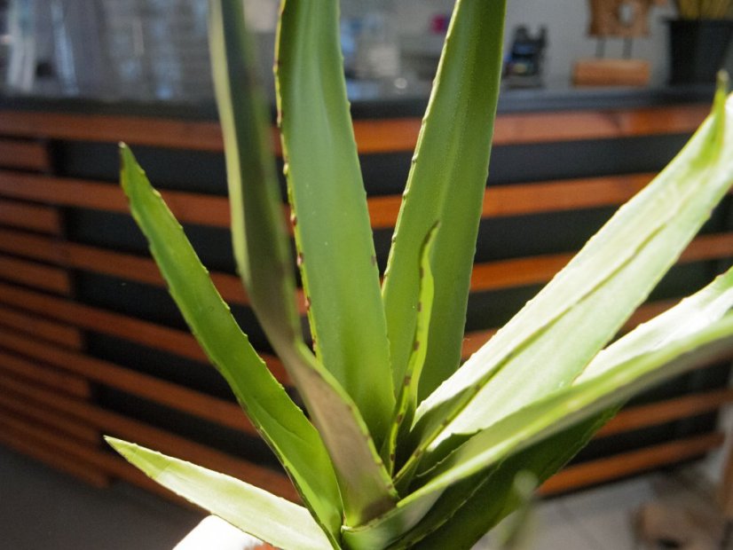 Aloe vera zelená, 50 cm