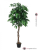 Strom Mango, 180 cm
