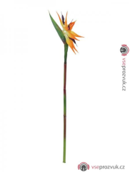 Strelície oranžová, 95 cm