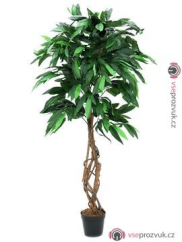 Mango stromek, 150 cm