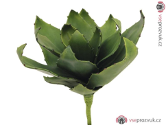 Agáve zelená, 45 cm