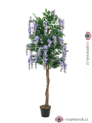 Vistárie fialová, 180 cm