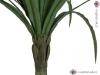Dracena zelená, 220 cm