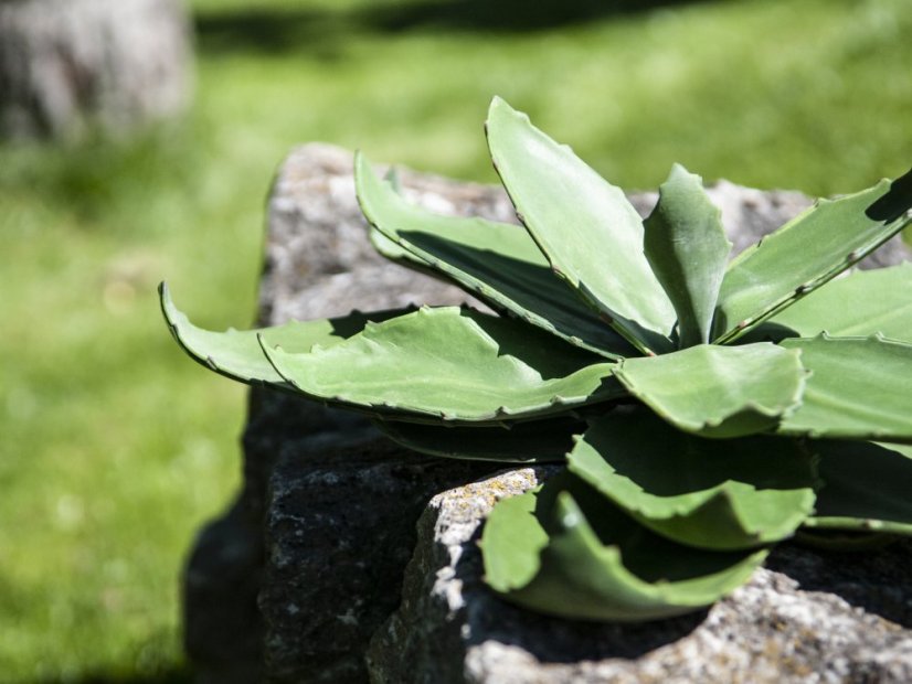 Agáve zelená, 45 cm