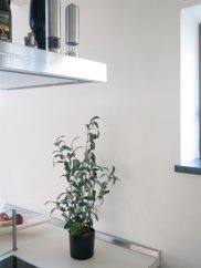 Olivovník s plody, 68 cm