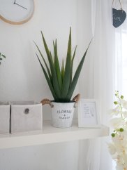 Aloe-Vera rostlina, 60 cm