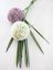 Allium krémová, 55 cm