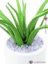 Aloe vera, 63 cm