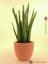 Aloe vera, 63 cm