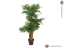 Areca palma, 140 cm