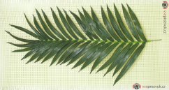List kokosové palmy, 150 cm