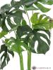 Monstera deliciosa, 90 cm