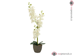 Orchidej se smetanovými květy, 80 cm