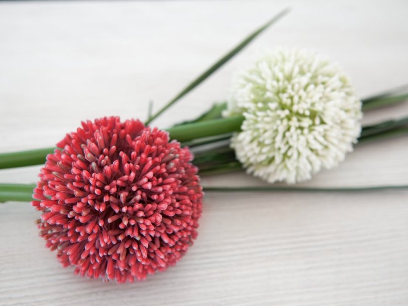 Allium červená, 55 cm