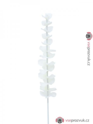 Eukalyptus bílý - křišťálový, 81 cm, 12 ks