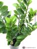 Zamifolia kaktus, 70cm