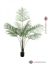 Areca palma s velkými listy, 185 cm